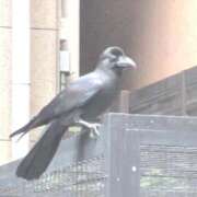 ヒメ日記 2026/03/02 14:35 投稿 れいは 熟女家 ミナミエリア店