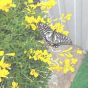 ヒメ日記 2026/04/03 09:25 投稿 れいは 熟女家 ミナミエリア店