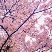 ヒメ日記 2025/04/06 11:34 投稿 にいな 横浜人妻花壇本店