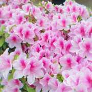 ヒメ日記 2025/04/28 19:05 投稿 にいな 横浜人妻花壇本店