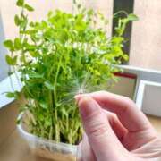 ヒメ日記 2025/07/08 20:55 投稿 にいな 横浜人妻花壇本店