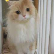 ヒメ日記 2025/09/27 14:22 投稿 にいな 横浜人妻花壇本店