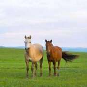 ヒメ日記 2026/01/04 05:38 投稿 りょう 熟女の風俗最終章 高崎店