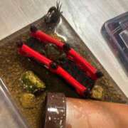 ヒメ日記 2026/05/09 19:09 投稿 こう 尼妻（あまづま）