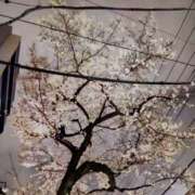 ヒメ日記 2025/03/30 12:22 投稿 らら One More 奥様　松戸店