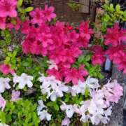 ヒメ日記 2025/05/06 12:29 投稿 らら One More 奥様　松戸店