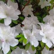 ヒメ日記 2025/05/11 12:29 投稿 らら One More 奥様　松戸店