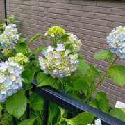 ヒメ日記 2025/05/29 12:27 投稿 らら One More 奥様　松戸店