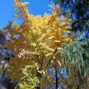 らら 12月 One More 奥様　松戸店