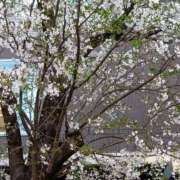 ヒメ日記 2026/04/05 12:24 投稿 らら One More 奥様　松戸店