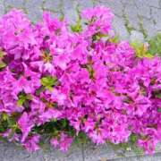 ヒメ日記 2026/04/26 12:24 投稿 らら One More 奥様　松戸店