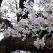 ヒメ日記 2025/04/02 19:09 投稿 シュルツ 鶯谷デッドボール