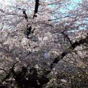 ヒメ日記 2025/04/04 15:37 投稿 シュルツ 鶯谷デッドボール