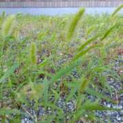 ヒメ日記 2025/09/03 18:14 投稿 シュルツ 鶯谷デッドボール