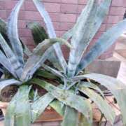 ヒメ日記 2025/12/08 14:29 投稿 シュルツ 鶯谷デッドボール