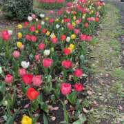 ヒメ日記 2025/03/15 11:30 投稿 三好邦子(みよしくにこ) 五十路マダムエクスプレス厚木店(カサブランカグループ)