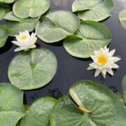 ヒメ日記 2025/08/23 10:02 投稿 三好邦子(みよしくにこ) 五十路マダムエクスプレス厚木店(カサブランカグループ)