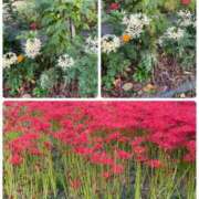 三好邦子(みよしくにこ) 三好です 五十路マダムエクスプレス厚木店(カサブランカグループ)