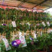 ヒメ日記 2025/06/18 10:35 投稿 みりちゃん ちょい！ぽちゃロリ倶楽部Hip's馬橋店