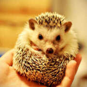 ヒメ日記 2025/09/22 12:21 投稿 みりちゃん ちょい！ぽちゃロリ倶楽部Hip's馬橋店