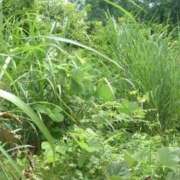 ヒメ日記 2025/10/01 13:41 投稿 みりちゃん ちょい！ぽちゃロリ倶楽部Hip's馬橋店