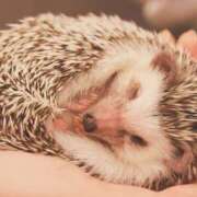 ヒメ日記 2026/03/11 12:01 投稿 みりちゃん ちょい！ぽちゃロリ倶楽部Hip's馬橋店