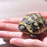 ヒメ日記 2026/03/12 13:31 投稿 みりちゃん ちょい！ぽちゃロリ倶楽部Hip's馬橋店