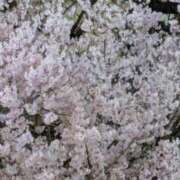 ヒメ日記 2025/04/13 10:20 投稿 ケイコ 人妻生レンタル