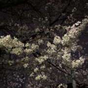 ヒメ日記 2026/04/12 19:15 投稿 三谷　ゆりか 現役ナースが精液採取に伺います 梅田店