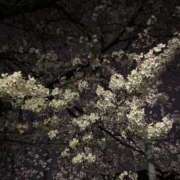 ヒメ日記 2026/04/12 19:25 投稿 三谷　ゆりか 現役ナースが精液採取に伺います 梅田店