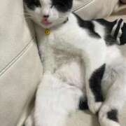 るな ❤️猫になりたい🐈 熟女の風俗最終章　越谷店