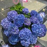 ヒメ日記 2025/06/01 12:08 投稿 坂西真瞳子 五十路マダム姫路店