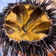 ヒメ日記 2025/03/14 10:00 投稿 てぃな 花影（かえい）