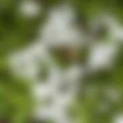 ヒメ日記 2026/04/06 10:45 投稿 てぃな 花影（かえい）