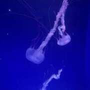 ヒメ日記 2025/04/16 21:07 投稿 きさ 素人巨乳ちゃんこ「東千葉店」