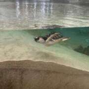 きさ 9月ー！ 素人巨乳ちゃんこ「東千葉店」