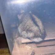 ヒメ日記 2025/02/12 18:45 投稿 すもも ドM女学園大阪