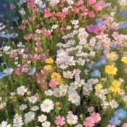 ヒメ日記 2025/06/30 23:49 投稿 すもも ドM女学園大阪