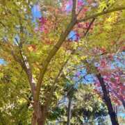 すもも 🍑年内のご予約受付開始です！ ドM女学園大阪