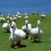 ヒメ日記 2024/12/22 23:15 投稿 ちさと ぼいんWORK