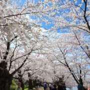 ヒメ日記 2025/04/24 11:48 投稿 かなで 上野デリヘル倶楽部