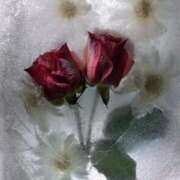 ヒメ日記 2024/12/13 20:02 投稿 四葉 める ハレ系 ひよこ治療院(中州)