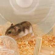 ヒメ日記 2025/03/02 12:02 投稿 四葉 める ハレ系 ひよこ治療院(中州)