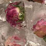 ヒメ日記 2025/04/14 19:01 投稿 四葉 める ハレ系 ひよこ治療院(中州)