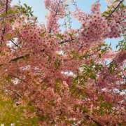 ひながた ご無沙汰してます！ 丸妻 厚木店