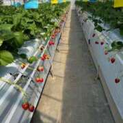 ヒメ日記 2025/03/20 08:53 投稿 もも プレイボーイ(八王子)