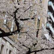 ヒメ日記 2025/04/04 17:00 投稿 みのり ANNEX（アネックス）