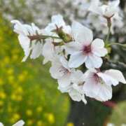 ヒメ日記 2026/04/05 11:04 投稿 のい 埼玉本庄ちゃんこ