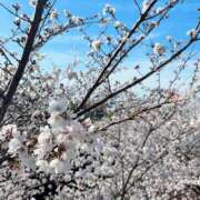 ヒメ日記 2025/04/30 19:12 投稿 もえ アイドルチェッキーナ本店