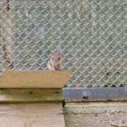 ヒメ日記 2025/05/27 21:10 投稿 みかん 奥様特急新潟店